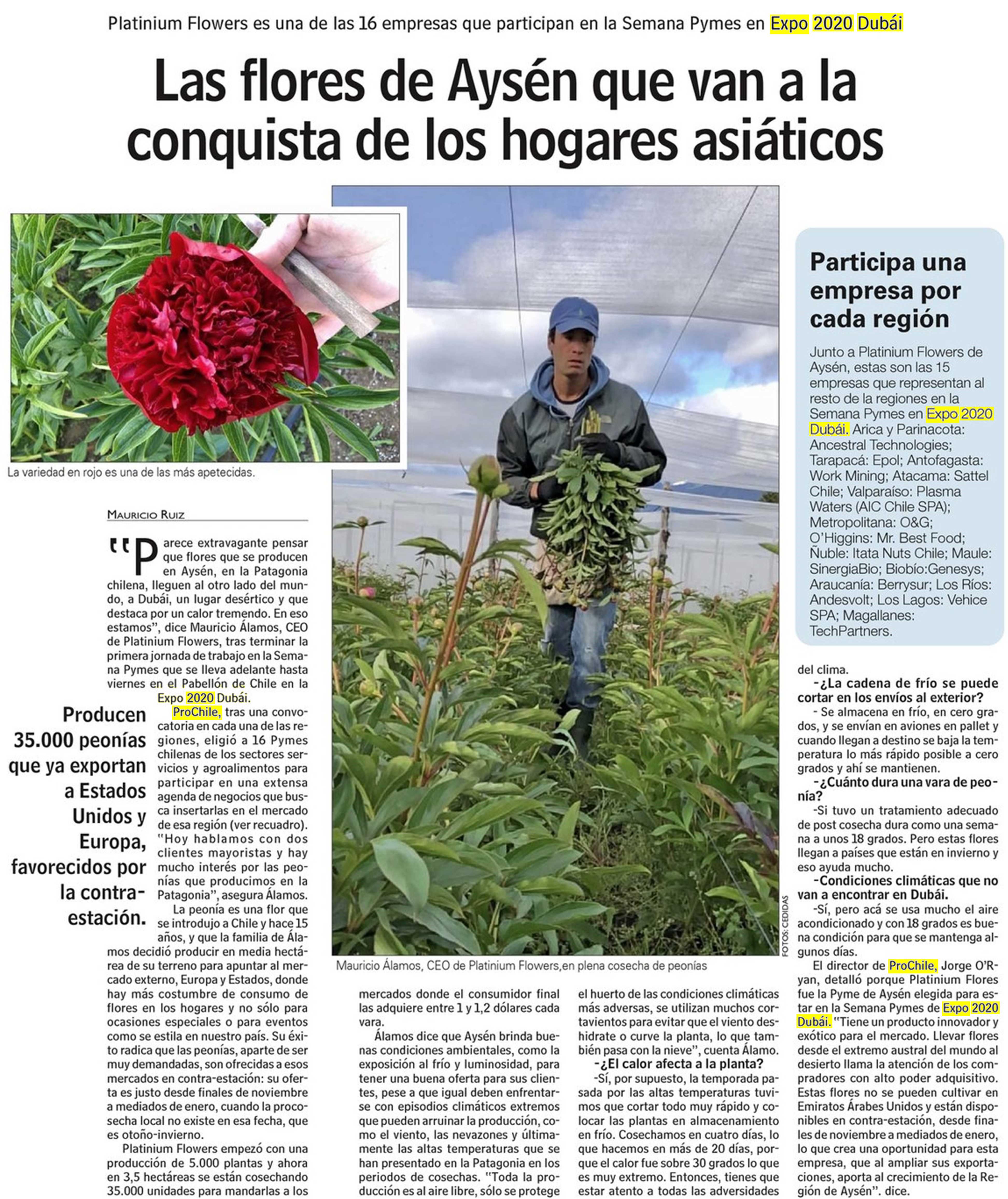 Destacado en prensa: "Las flores de Aysén que van a la conquista de los hogares asiáticos"