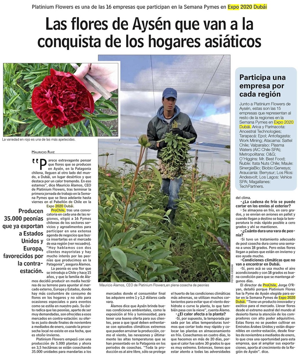 Destacado en prensa: "Las flores de Aysén que van a la conquista de los hogares asiáticos"
