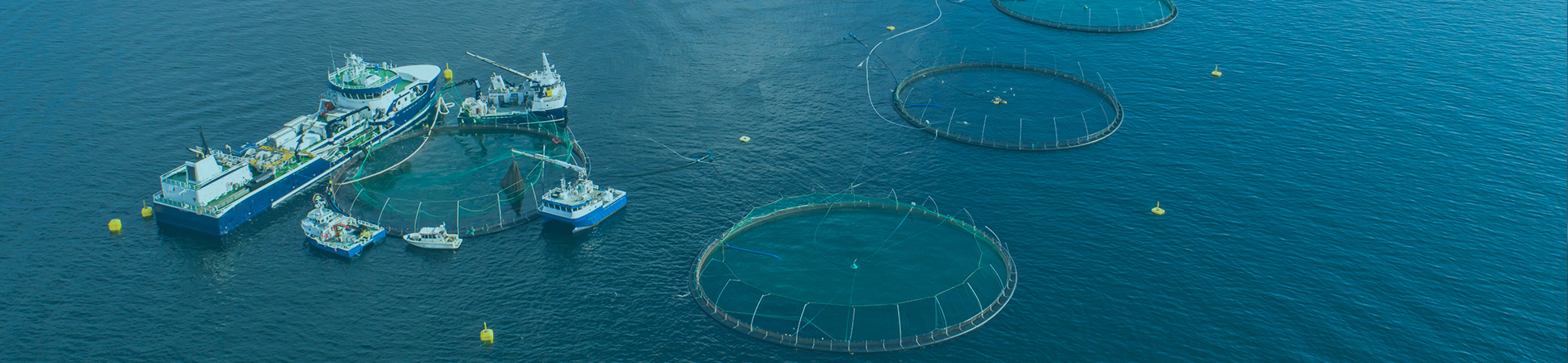 Market Fit: Estrategia para hacer Negocios en Escocia, Aquaculture UK