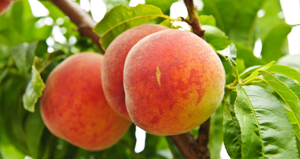 ProChile: Frutas frescas registran importante alza en sus envíos a febrero