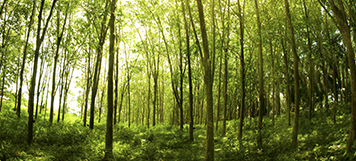 Green Landing