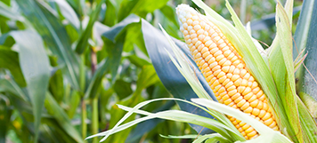 Campaña de Marketing Servicios y Bienes Agrícolas, para PYMES de la RM.