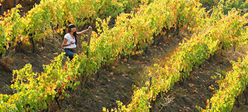 Misión de prospección comercial a Feria Wine South América "Mujeres del Vino Itata-Ñuble"