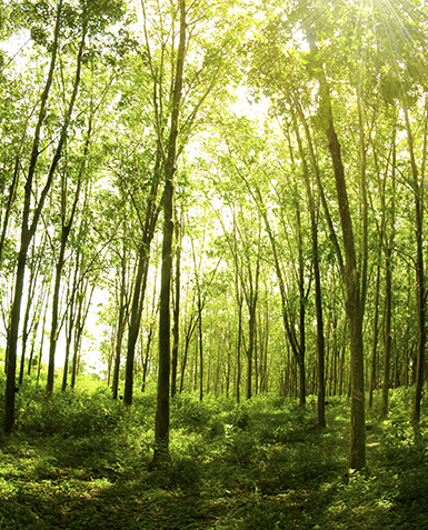 Green Landing