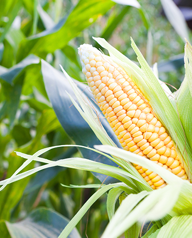 Campaña de Marketing Servicios y Bienes Agrícolas, para PYMES de la RM.