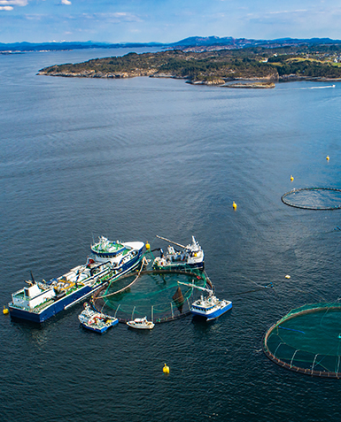 Market Fit: Estrategia para hacer Negocios en Escocia, Aquaculture UK