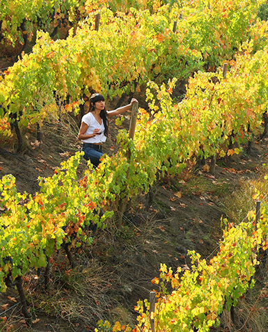 Misión de prospección comercial a Feria Wine South América "Mujeres del Vino Itata-Ñuble"