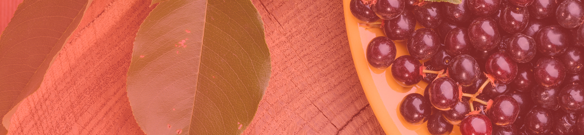 banner11